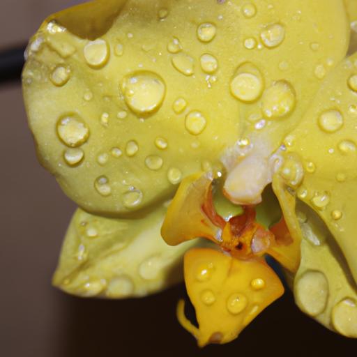 Hoa lan hồ điệp vàng pha lê với giọt nước trên cánh hoa
