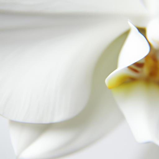 Những cánh hoa lan hồ điệp trắng mỏng manh và tinh tế.